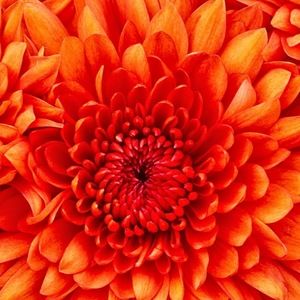 Meet your Posher, Tailor